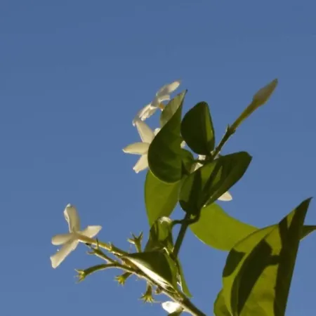 Апартаменты Cadizz-atico El Falla Con Terraza De 40m2