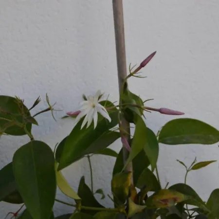 Cadizz-atico El Falla Con Terraza De 40m2 Apartment *