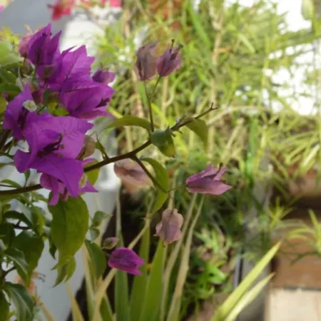 Cadizz-atico El Falla Con Terraza De 40m2 *