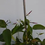 Cadizz-atico El Falla Con Terraza De 40m2 Apartment *